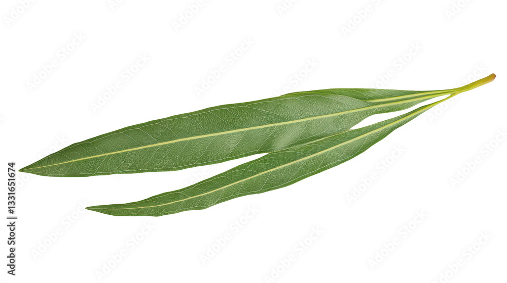 Verdant Duo: A Study in Green Leaf Elegance - Botanical Beauty, Natural Freshness, and Organic Design Elements on a Clean Background Verdant Duo: A Study in Green Leaf Elegance - Botanical Beauty, Natural Freshness, and Organic Design Elements on a Clean Background
