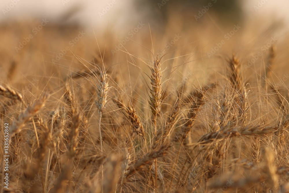 Obraz premium Close-up of golden wheat ears in a field, capturing the essence of agriculture