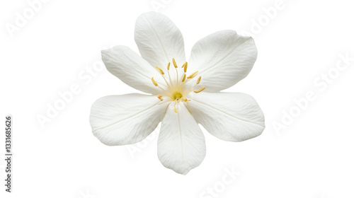 Elegant White Flower Blossom: A Delicate Floral Beauty in Bloom - Perfect for Springtime Designs and Romantic Projects