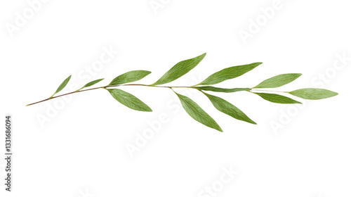 Wallpaper Mural Verdant Olive Branch: A Symphony of Green Foliage, Botanical Beauty, and Natural Aromas for Culinary Delights and Fresh, Herbal Decoration Torontodigital.ca