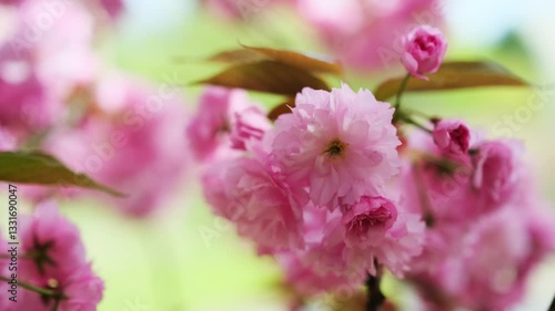 Pink Sakura blossoms spring flowers. Nature springtime background 4k video footage