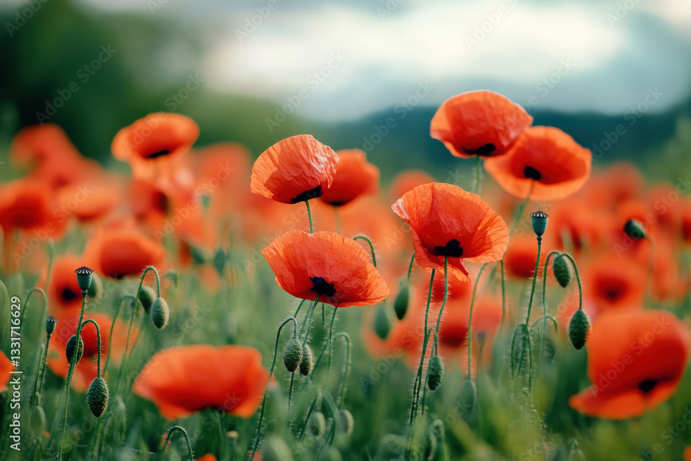 Fototapeta premium Field of red poppies swaying in the breeze, representing remembrance