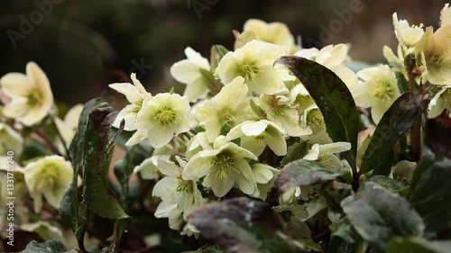 creamy hellebore in raindrops, Helleborus