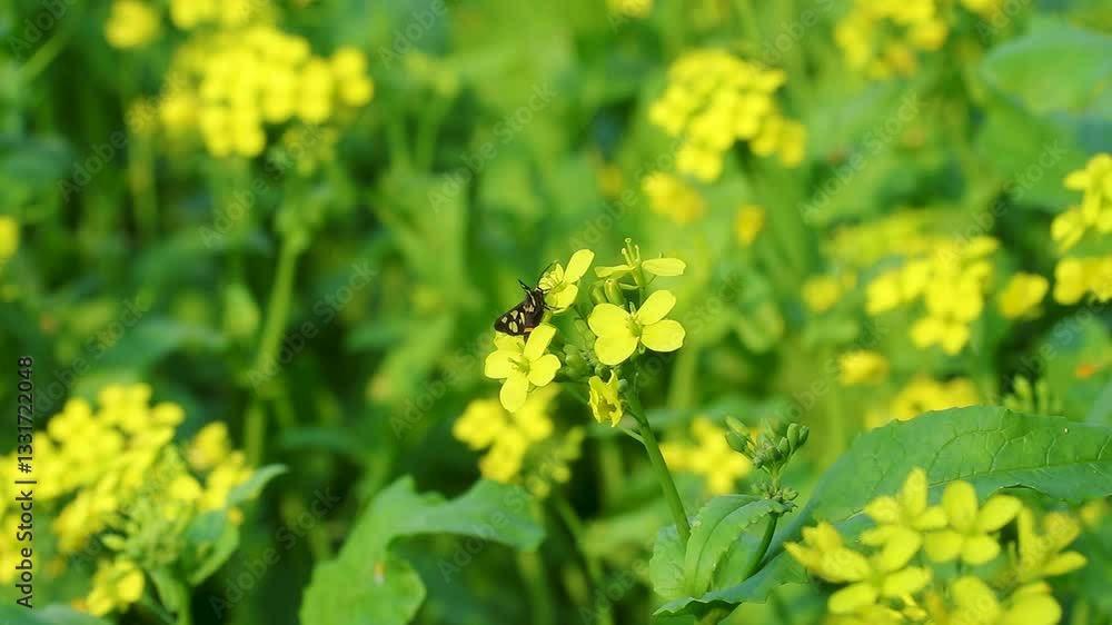 Bees busily collect nectar from mustard flowers, natures pollination Bees busily collect nectar from mustard flowers, natures pollination
