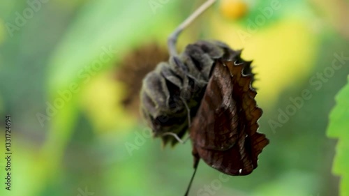 Butterflies are essential pollinators for plants and crops ecosystems