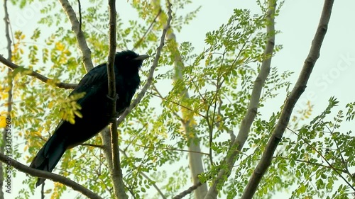 The Asian koel or Eudynamys scolopaceus is a large bird found in south Asia