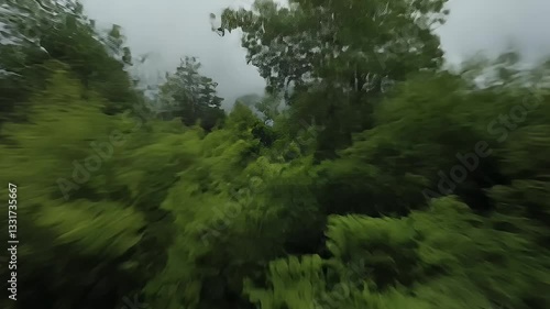trees in the forest