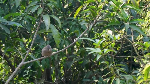 Turdoides striata, or the jungle babbler, noisy bird nickname Seven Sisters