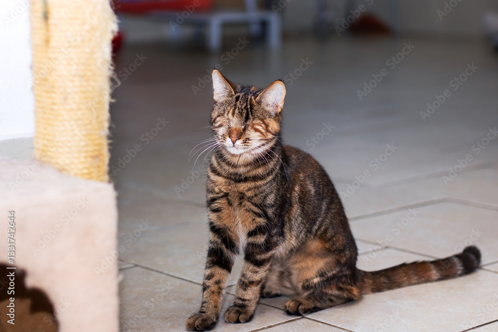 Fototapeta premium A cheerful cat with only one eye is smiling and gazing at the camera