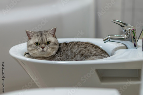 The cat lies in the washbasin in the bathroom