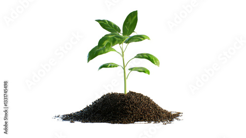 Wallpaper Mural young plant in soil isolated on white background Torontodigital.ca