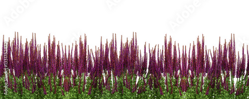 green grass red cotton tree on white background