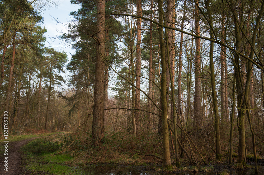 Fototapeta premium British woodland with mixed trees, Bishop Woods near Selby, North Yorkshire