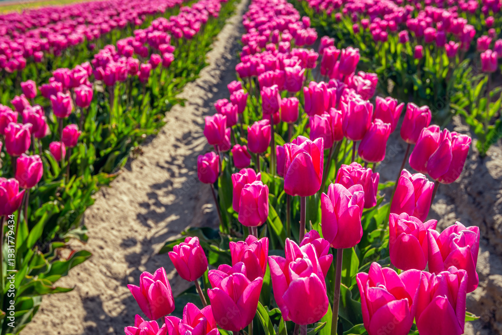 Closeup of dark pink blooming tulips in flowerbeds of a specialized Dutch bulb nursery. The photo was taken on a sunny day at the beginning of the spring season.