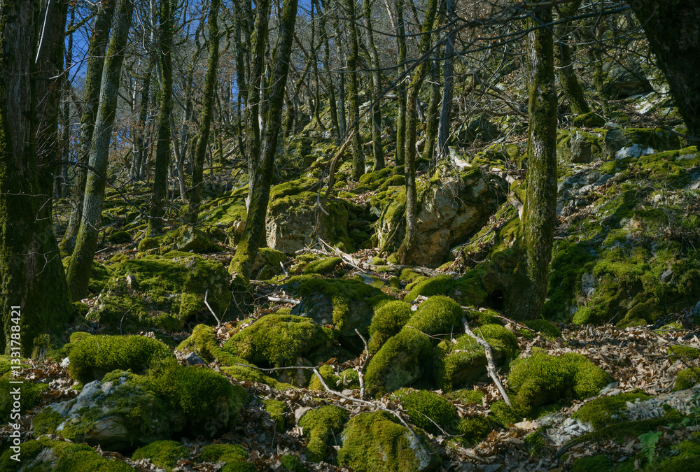 Fir and pine forest landscape, green moss covering the floor Fir and pine forest landscape, green moss covering the floor