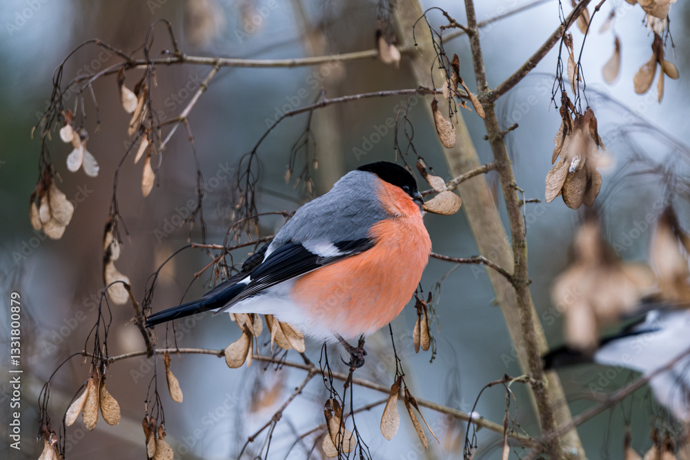 Eurasian bullfinch feeding on winter tree seeds