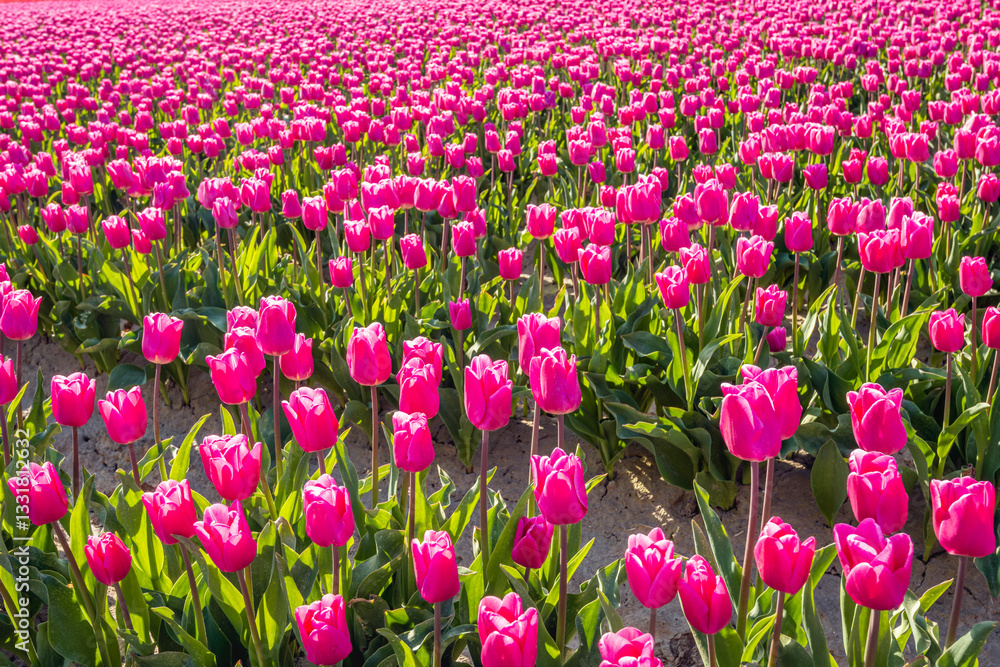 Closeup of dark pink blooming tulips in flowerbeds of a specialized Dutch bulb nursery. The photo was taken on a sunny day at the beginning of the spring season.