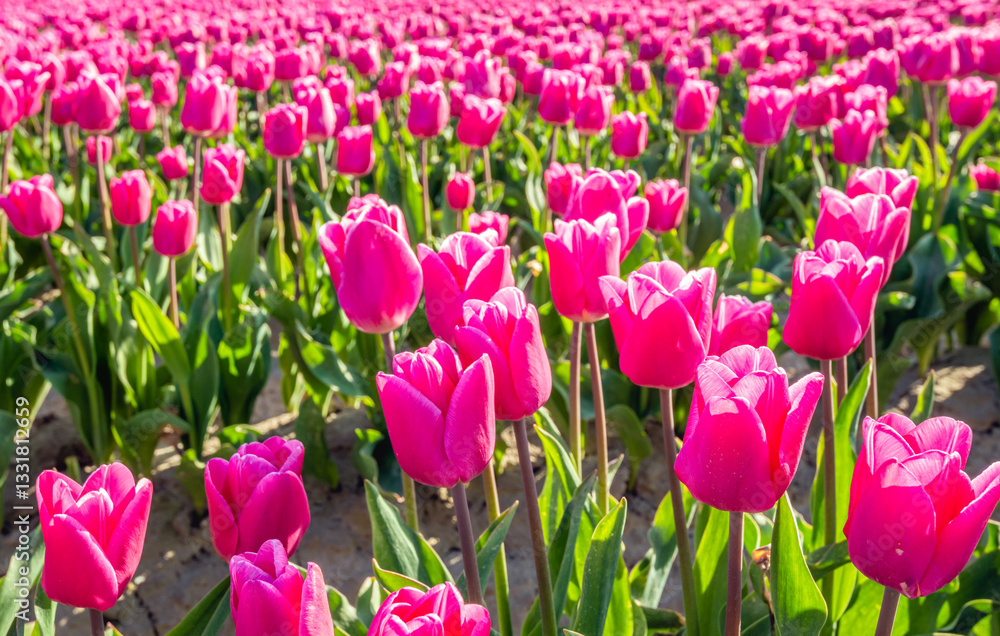 Closeup of dark pink blooming tulips in flowerbeds of a specialized Dutch bulb nursery. The photo was taken on a sunny day at the beginning of the spring season.