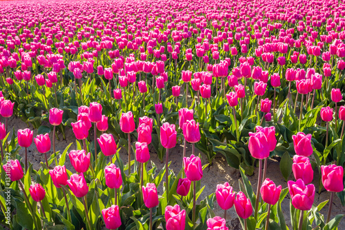 Obraz na płótnie Closeup of dark pink blooming tulips in flowerbeds of a specialized Dutch bulb nursery. The photo was taken on a sunny day at the beginning of the spring season. w salonie