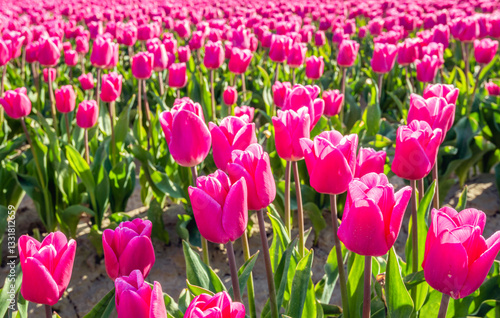 Obraz na płótnie Closeup of dark pink blooming tulips in flowerbeds of a specialized Dutch bulb nursery. The photo was taken on a sunny day at the beginning of the spring season. w salonie