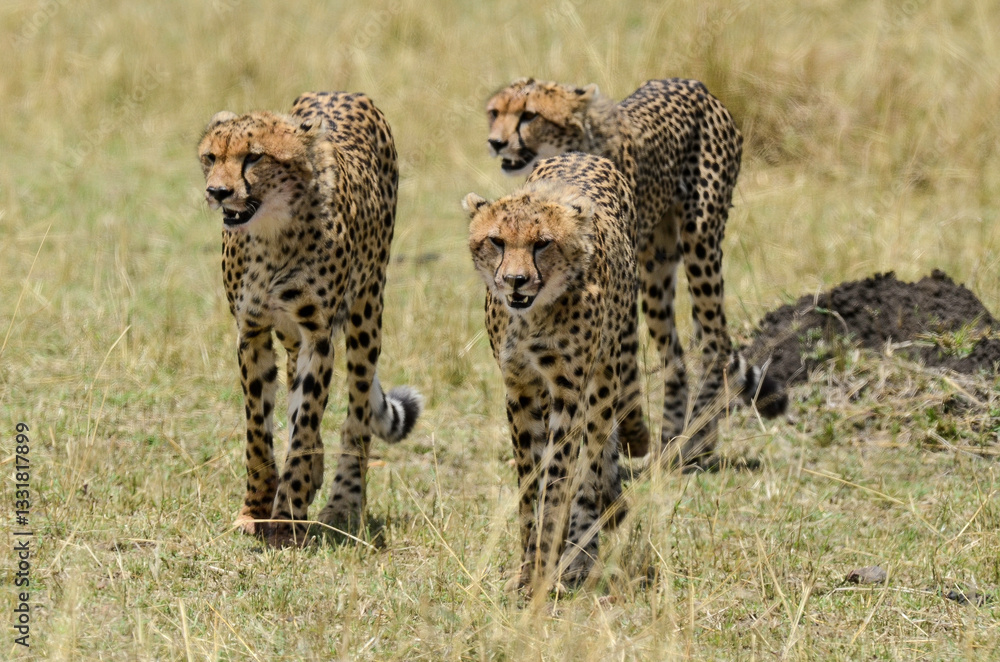 Naklejka premium Guépard, Acinonyx jubatus, Réserve de Masai Mara, Kenya