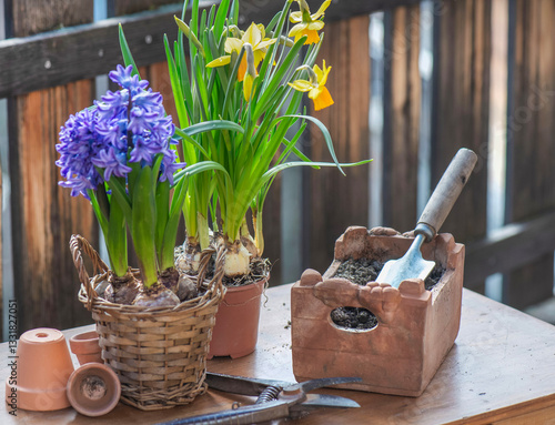 closeup on flowers potted daffodils and hyacinth with gardening tools on a wo...