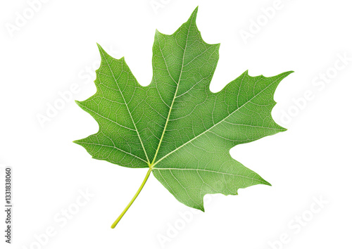 isolated transparent Background. single green leaf with intricate veins and detailed texture, showcasing nature beauty