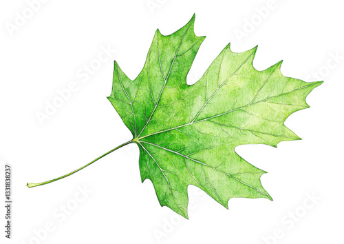 isolated transparent Background. single green leaf with intricate veins, showcasing natural beauty and detail