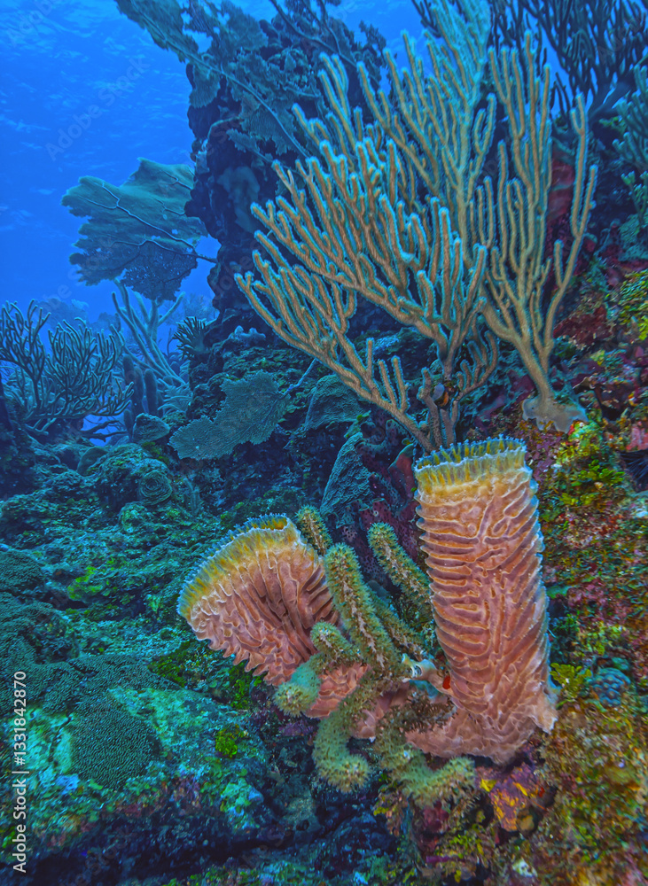 Caribbean coral garden