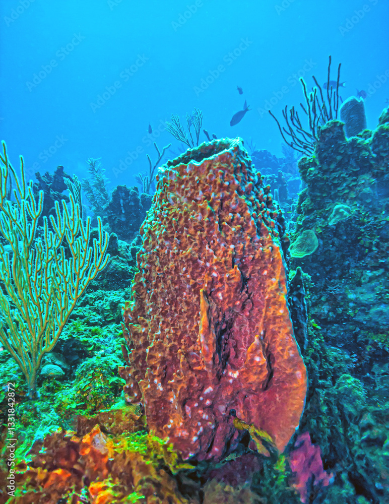 Caribbean coral garden