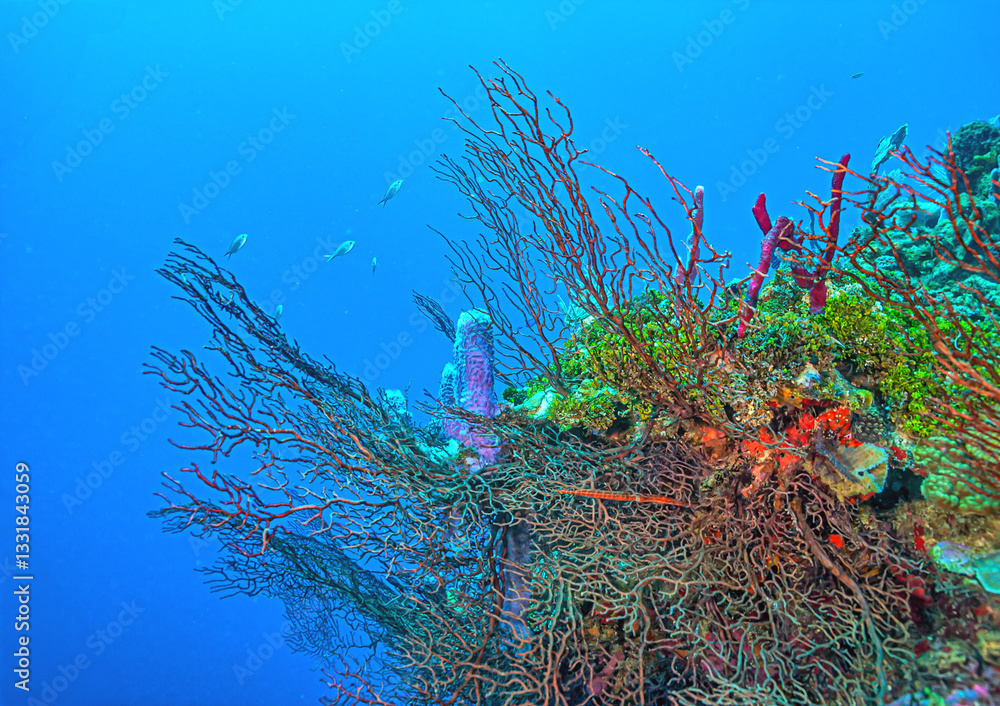 Caribbean coral garden