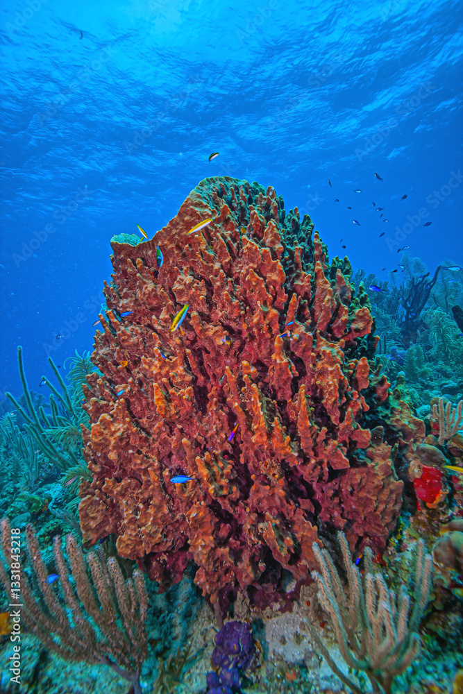 Caribbean coral garden