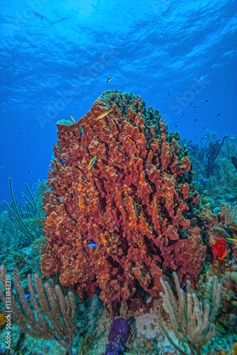 Caribbean coral garden