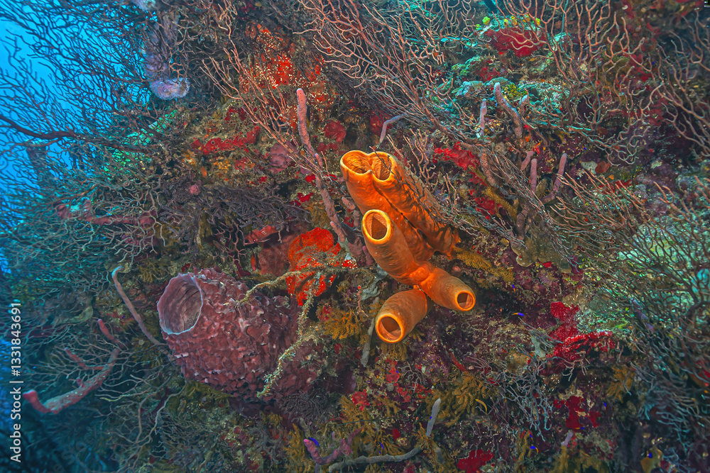 Caribbean coral garden