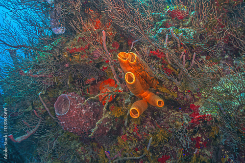 Obraz na płótnie Caribbean coral garden w salonie