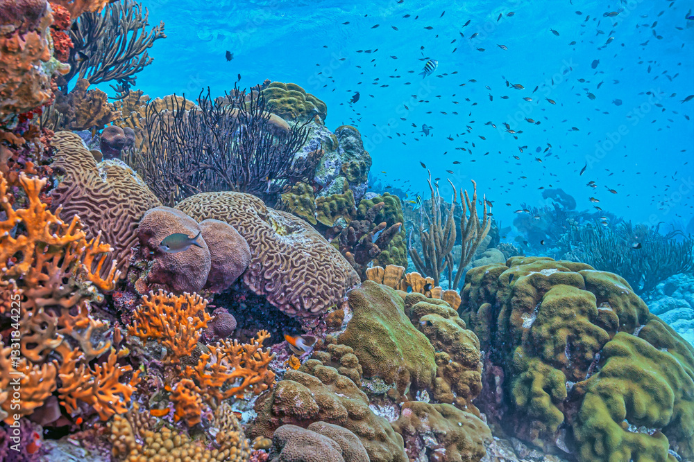 Caribbean coral garden, underwater Roatan
