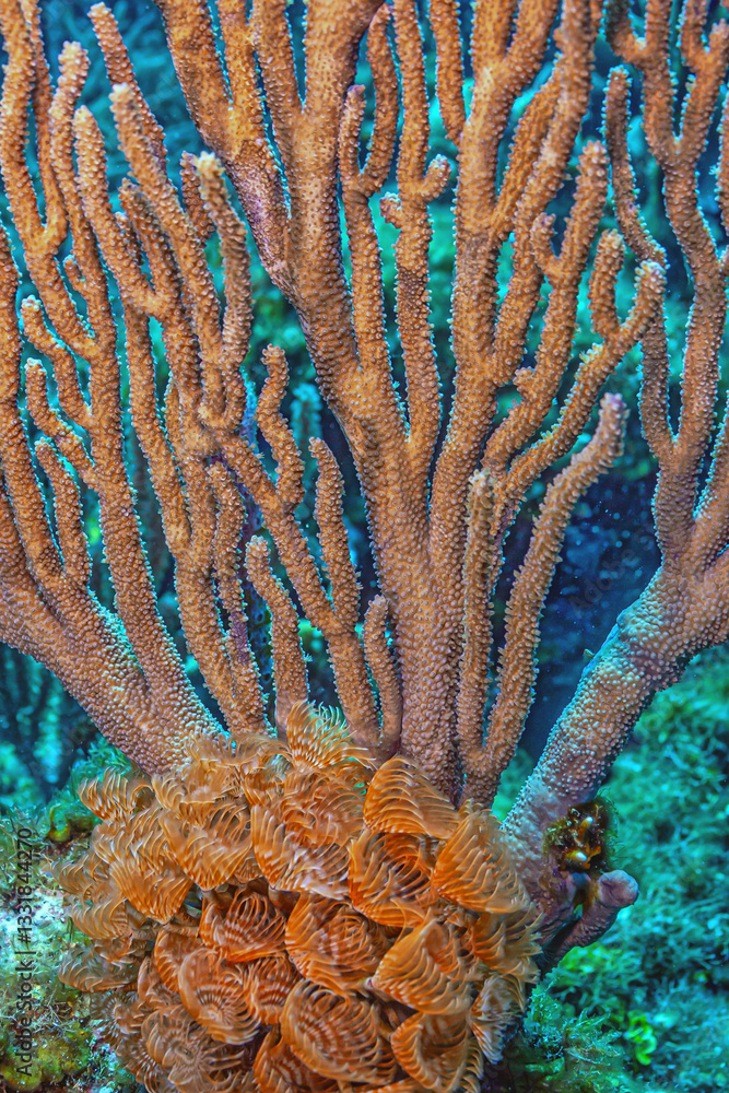 Caribbean coral garden,eather duster tubeworm