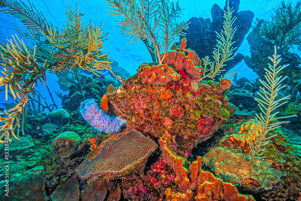 Caribbean coral garden