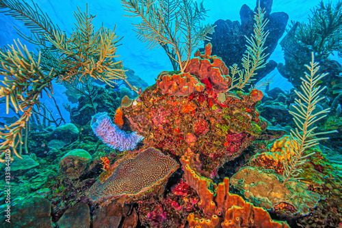 Caribbean coral garden