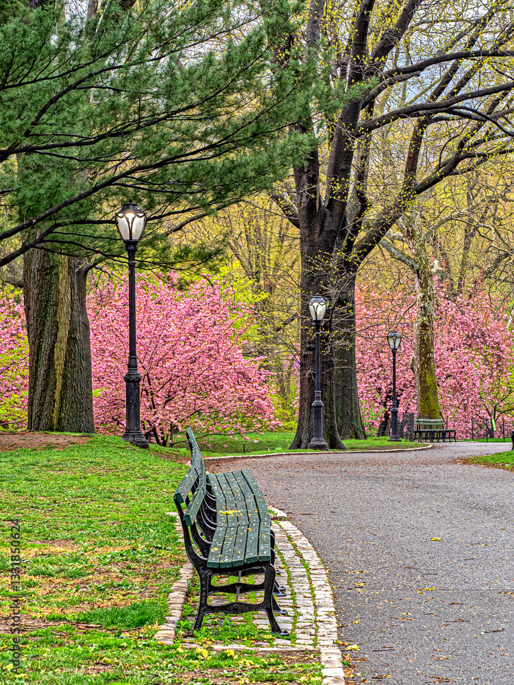 Central Park in spring with trees in bloom