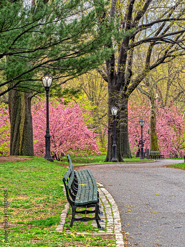 Obraz na płótnie Central Park in spring with trees in bloom w salonie