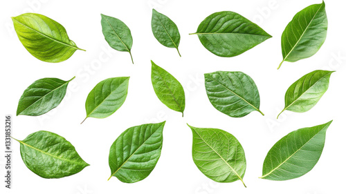 Fresh green leaves PNG set, natural foliage botanical elements, isolated leaf collection for eco design and packaging