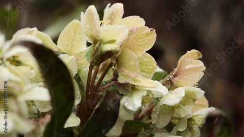 creamy hellebore in raindrops, Helleborus