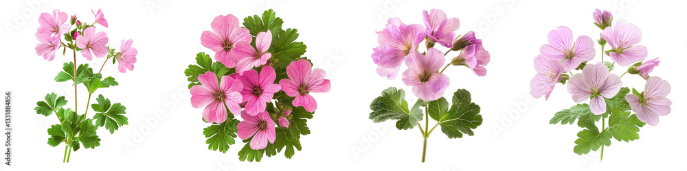 Scented geranium flower isolated on transparent background.PNG Set of Scented geranium flower isolated on transparent background.PNG Set of