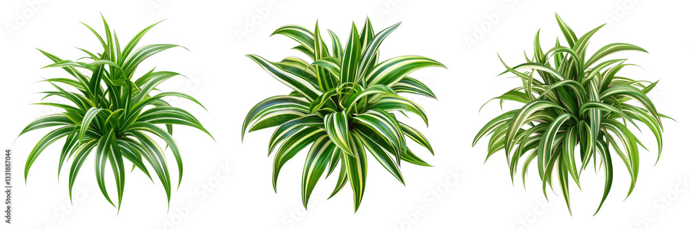 Spider plant isolated on transparent background.PNG Set of Spider plant isolated on transparent background.PNG Set of