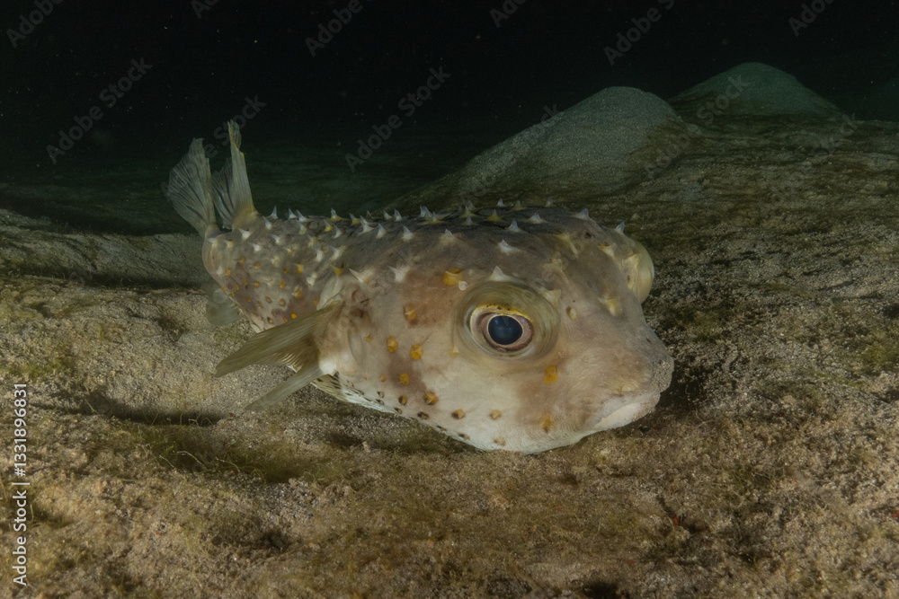 Fototapeta premium Fish swimming in the Red Sea, colorful fish, Eilat Israel