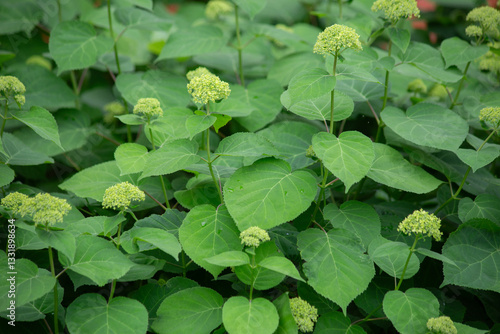 Lush Green Hydrangea Bush with Emerging Flower Buds  Vibrant Foliage and Natural Floral Texture photo