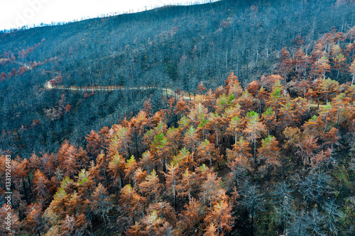 Wildfire devastating forest in legarda, navarre, spain, highlighting climate change effects