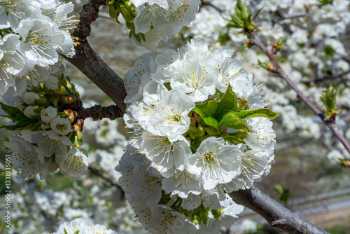 Detail of a cherry tree branch in full bloom