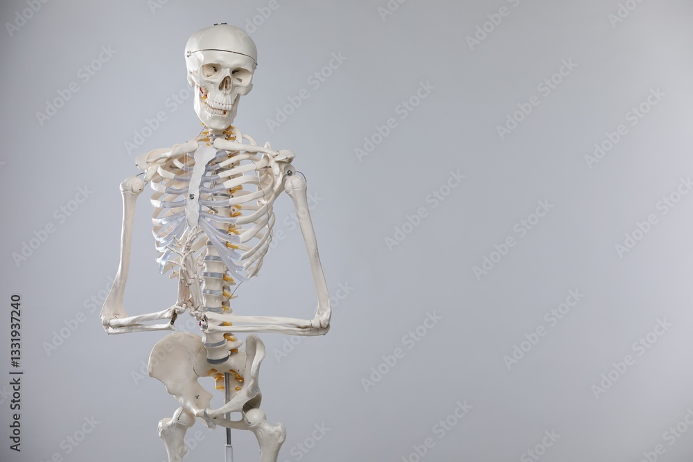 Artificial human skeleton model on gray background, space for text Artificial human skeleton model on gray background, space for text
